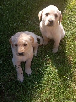 Zlatý retrívr/retriever - 6
