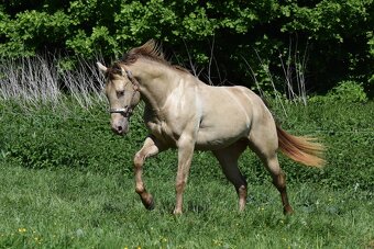 Připouštění AQH plemenným hřebcem Classic Champagne - 6