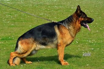 NEMECKY OVCZAK REX - 6