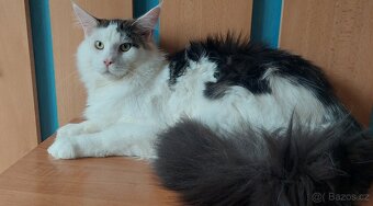 Mainska myvalia, Mainne coon,Mco mainský - 6