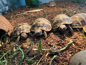 Želva zelenavá- testudo hermanni - 6