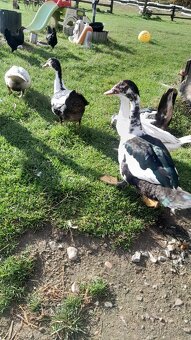 Prodám Pižmovky - 6