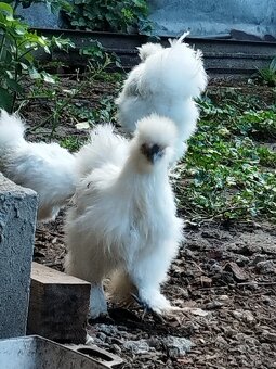 Kohout Hedvábnička vousatá - 6