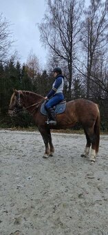 Nádherná kobyla slezský norik - 6