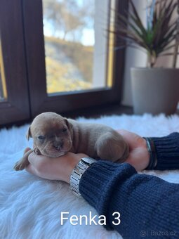 Americký stafordšírský teriér, staford modrý, amstaff - 6