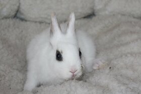 Zakrslí králíčci mini saten gen - 6