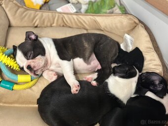 Boston Terrier - 6
