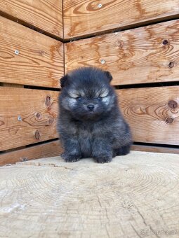 Pomeranian s PP/ FCI - 6
