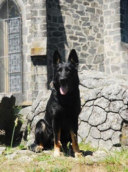 Německý ovčák - 6