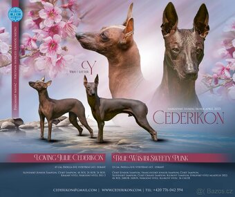Peruánský naháč střední-velký - 6