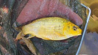 Koi kapr závoj - 6