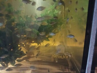 Prodám odchov - 6