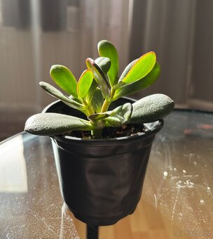 SLEVA⤵️20% Crassula,Crassula ovata, tlustice, Money plant - 6