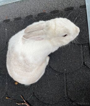 Daruji králičici Charity - 6