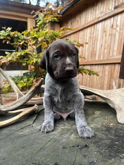 Štěňata (sport, canicross, pes, fena, ohař) - 6