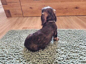 Jezevčík drsnosrstý standard POSLEDNÍ VOLNÝ PEJSEK - 6