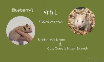 Křeček syrský/ zlatý - 6