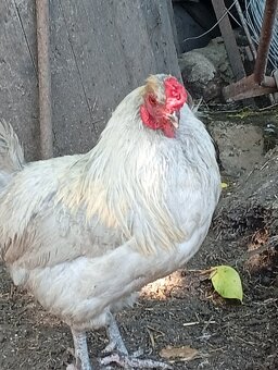 Kohout araukana levandr - 6