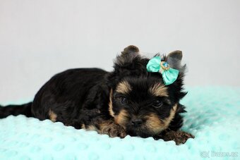 jorkšírský terrier s PP (Colorful) - 6