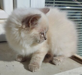 Maciatka ragdoll na odber - 6