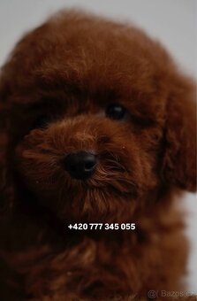 Toy pudl chlapeček Toy Poodle Red Brown boy male - 6