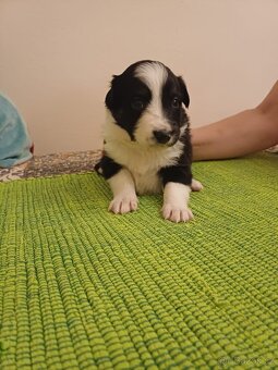 Štěňata Border Kolie - 6