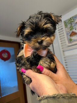 Yorkshirský teriér - 6