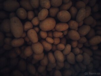 BIO brambory z farmy s certifikátem - 6