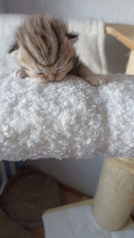 Britská whiskas koťátka s PP - 6