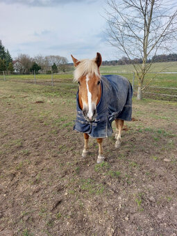 PONY B - čistokrevná klisna haflinga - 6