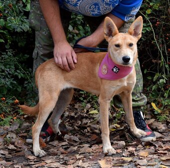 DELI K ADOPCI - 1,5 ROKU, KLIDNÁ, KŘEHKÁ DUŠIČKA - 6