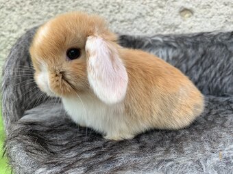 ❤️⭐️nádherná miminka Minilop Kralicek Beránek - 6
