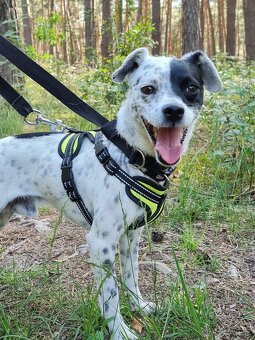 LAKY K ADOPCI - malý usměvavý mazel - 6