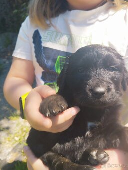 FENKA- KŘÍŽENEC, BERNSKÝ SALAŠNICKÝ X LABRADOR - 6