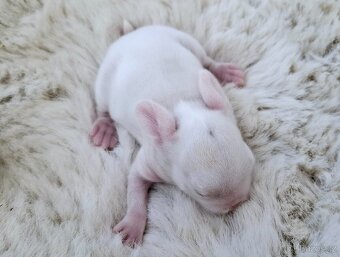 Mini lop miminka - 6