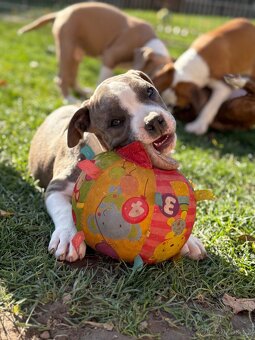 Americký stafordšírsky teriér s PP - 6