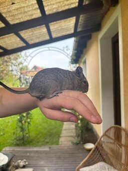 Osmák degu - 6