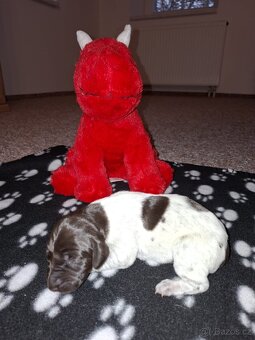 Německý krátkosrstý ohař - 6