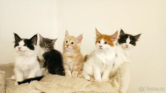 Mainská mývali bez PP - 6