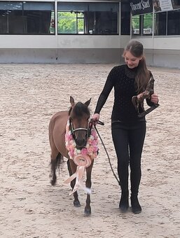 AMHA/ minihorse-valach - 6