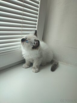 Ragdoll koťátko bez PP - 6