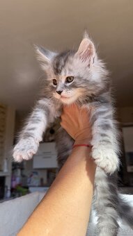 Mainská Mývalí Maine Coon kocourek s PP - 6