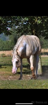 Roční paint Horse klisna - 6