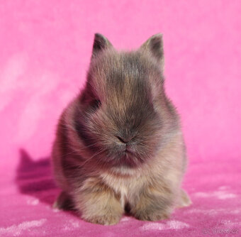 Zakrslý krátkouchý králíček lví samička . - 6