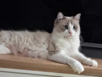 Ragdoll koťatka mačiatka - 6