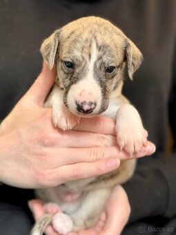 Whippet/vipet štěňata k rezervaci s PP - 6