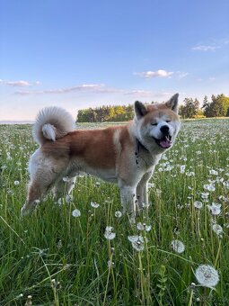 Pes ke krytí - Akita Inu - 6