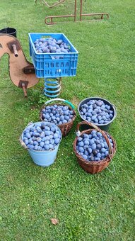 Domácí Slivovice - 6