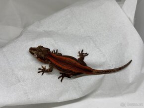 R. Auriculatus - 6