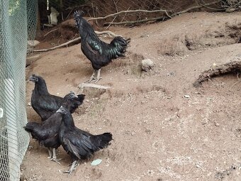 Ayam Cemani - 6